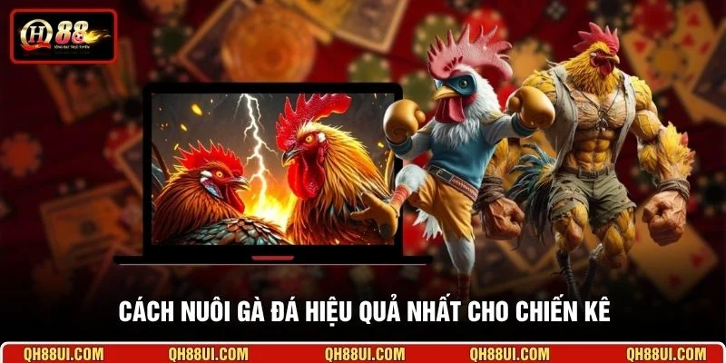 Cách nuôi gà đá hiệu quả nhất cho chiến kê