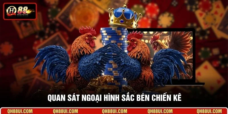 Quan sát ngoại hình sắc bén chiến kê 